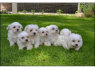 Čia gimę maltiečių šuniukai gražūs maži ilgaamžiai (1)