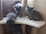 Nemokami trumpaplaukiai kačiukai naujiems namams (2)