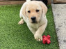 Cute and adorable Labrador retriever puppies available for sale (2)