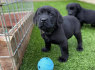 Cute and adorable Labrador retriever puppies available for sale (3)
