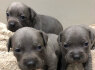 Stafordšyro teritorija - puppy s. whatsapp man 44 7453 907158