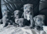 Stafordšyro teritorija - puppy s. whatsapp man 44 7453 907158 (2)