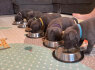 Stafordšyro teritorija - puppy s. whatsapp man 44 7453 907158 (3)
