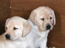 Labradoro retriveris. whatsapp man adresu 44 7453 907158 (2)