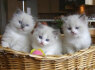 Puikūs Gccf Ragdoll Kittens. whatsapp man adresu 44 7453 907158