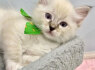 Puikūs Gccf Ragdoll Kittens. whatsapp man adresu 44 7453 907158 (2)