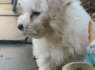 BICHON FRISE PUPPIES
