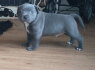 Blue Staffordshire bull terrier puppies