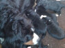 Bernese mountain dog