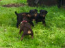 Champion bloodline KC registered Rottweilers