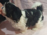 5 stunning Shih Tzu puppies for sale