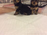 Yorkshire terrier puppies for sale
