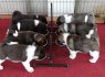 Amerikos akita inu šuniukai