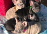 adorable Frenchie puppies for sale