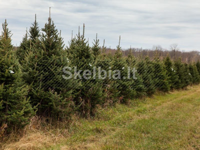 SKUBIAI Eglučių kirtimas Danijoje darbas 5 sav