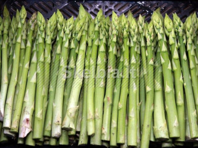 VYRAI ŠPARAGŲ ŪKYJE, VOKIETIJOJE