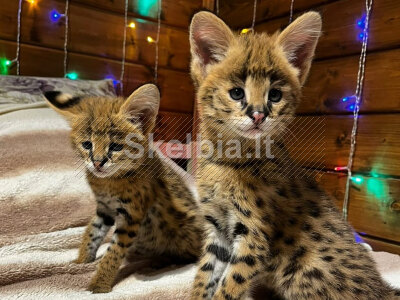 Galimi F1 ir F2 Savannah kačiukai