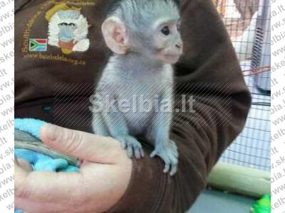 Mielos kapucinų beždžionėlės laisvos