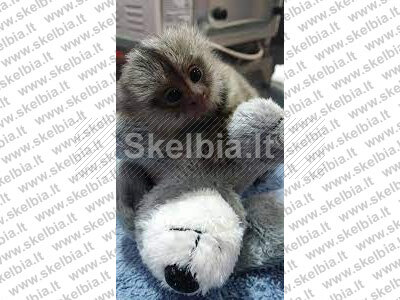 Parduodami beždžionėlių jaunikliai