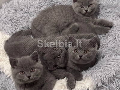 Britų trumpaplaukių kačiukai kruopščiai auginami