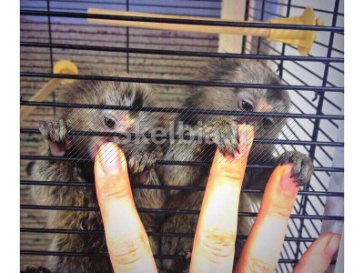 Parduodami marmozečių beždžionėlių jaunikliai