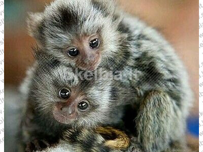 Parduodamos protingos marmozečių beždžionėlės