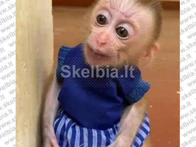 Parduodama sveika kapucino beždžionėlė