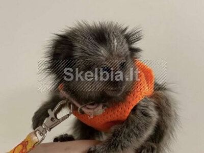 Nuostabios marmozetės ieško naujų namų